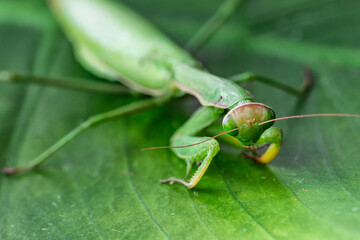 Female European Mantis (Mantis religiosa)  in nature.Green exotic praying mantis on a plant in wood.Wild foto