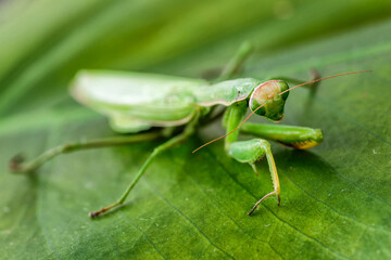 Female European Mantis (Mantis religiosa)  in nature.Green exotic praying mantis on a plant in wood.Wild foto