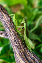 Female European Mantis (Mantis religiosa)  in nature.Green exotic praying mantis on a plant in wood.Wild foto