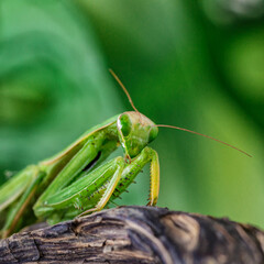 Female European Mantis (Mantis religiosa)  in nature.Green exotic praying mantis on a plant in wood.Wild foto