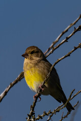 European greenfinch or simply the greenfinch (Chloris chloris) female