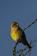 European greenfinch or simply the greenfinch (Chloris chloris) female