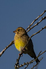 European greenfinch or simply the greenfinch (Chloris chloris) female