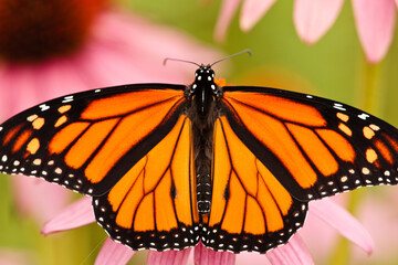 Monarch butterfly stretching its wings as it feeds off a purple coneflower within the Pike Lake Unit, Kettle Moraine State Forest, Wisconsin, in mid-August.