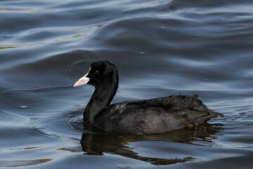 Eurasian coot (Fulica atra) swimming in the water