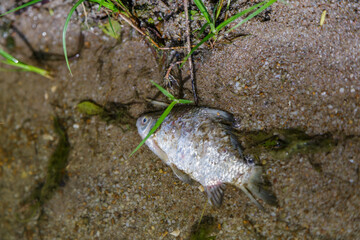 Dead fish in a pond, an environmental disaster.Environmental pollution.Environmental issues.