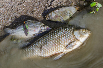 Dead fish in a pond, an environmental disaster.Environmental pollution.Environmental issues.
