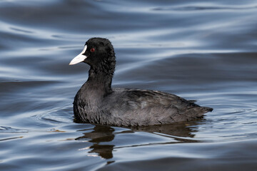 Eurasian coot (Fulica atra) swimming in the water