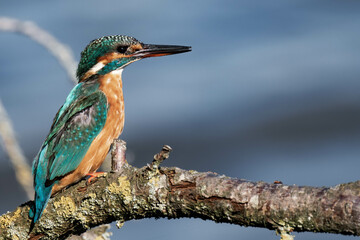 Female kingfisher sitting on a tree branch in the sunlight
