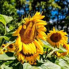 Agricultural field with yellow sunflowers against the sky with clouds.Sunflower field.Gold sunset. Sunflower closeup.Agrarian industry. flowers image