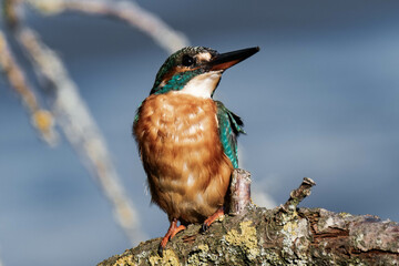 Female kingfisher sitting on a tree branch in the sunlight