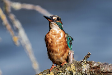 Female kingfisher sitting on a tree branch in the sunlight