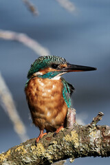 Female kingfisher sitting on a tree branch in the sunlight