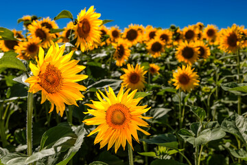 Agricultural field with yellow sunflowers against the sky with clouds.Sunflower field.Gold sunset. Sunflower closeup.Agrarian industry. flowers image