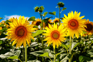 Agricultural field with yellow sunflowers against the sky with clouds.Sunflower field.Gold sunset. Sunflower closeup.Agrarian industry. flowers image