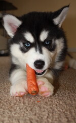 A Siberian Husky puppy having a healthy, crunchy snack while casually laying down