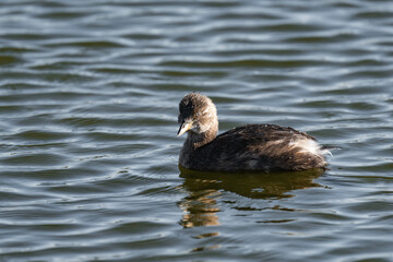 Little grebe (Tachybaptus ruficollis), also known as dabchick
