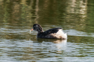 Little grebe (Tachybaptus ruficollis), also known as dabchick