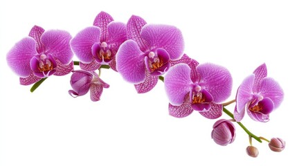 Obraz premium A vibrant arrangement of pink orchids showcasing their delicate petals and natural beauty.