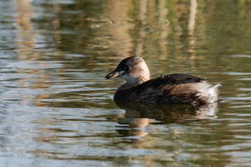 Little grebe (Tachybaptus ruficollis), also known as dabchick