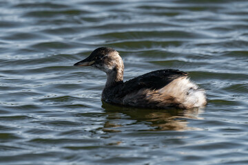Little grebe (Tachybaptus ruficollis), also known as dabchick