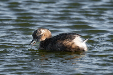 Little grebe (Tachybaptus ruficollis), also known as dabchick