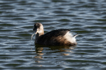 Little grebe (Tachybaptus ruficollis), also known as dabchick