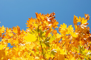 Autumn colored yellow maple tree branch isolated on sunny blue sky. Yellow and orange bright fall leaf background. Copy space