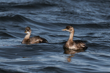 Little grebe (Tachybaptus ruficollis), also known as dabchick