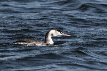 Great crested grebe adult (Podiceps cristatus)