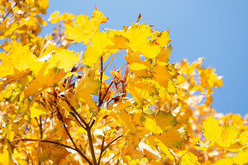 Autumn colored yellow maple tree branch isolated on sunny blue sky. Yellow and orange bright fall leaf background. Copy space