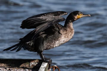 Cormorant standing in the sunlight on a lake