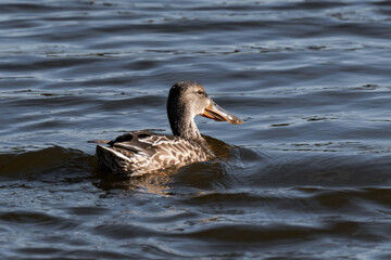 Northern shoveler female (Spatula clypeata) swimming in the water