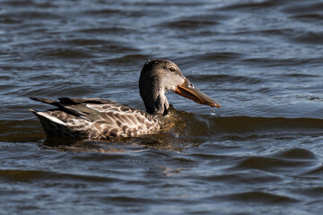 Northern shoveler female (Spatula clypeata) swimming in the water