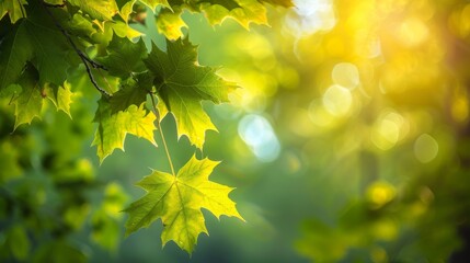 Fototapeta premium Green Maple Leaves in Sunlight - Nature Photography