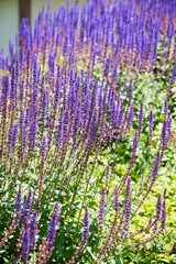 Obraz premium A field of purple flowers with a bright blue sky in the background. The flowers are tall and spread out, creating a sense of abundance and beauty