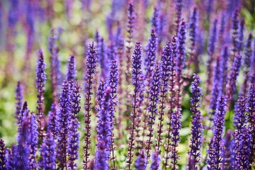 A field of purple flowers with a bright blue sky in the background. The flowers are tall and spread out, creating a sense of abundance and beauty