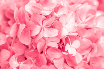 Obraz premium Pink flowers close up. Bouquet of red flowers. City flower beds, a beautiful and well-groomed garden with flowering bushes.