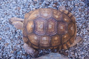 Large Madagascar turtle, close-up of the shell