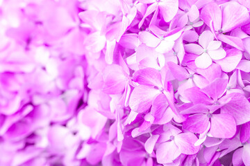 Lilac flowers close up. Bouquet of purple flowers. City flower beds, a beautiful and well-groomed garden with flowering bushes.