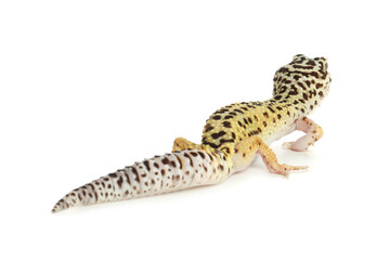 One beautiful gecko isolated on white. Exotic pet