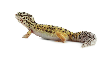 One beautiful gecko isolated on white. Exotic pet