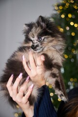 A small miniature Pomeranian dog on the background of a Christmas tree