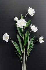 White Flowers with Green Leaves on Black Background.