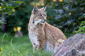 Luchs