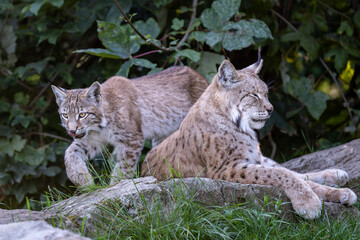 Luchs