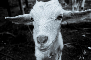 close up portrait of a little lamb