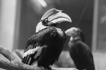 a proud and arrogant hornbill © oldcattom