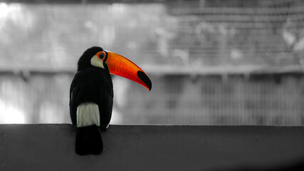 a orange beak toucan on a wall © oldcattom