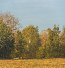 Autumn trees in the park. Autumn Landscape. 